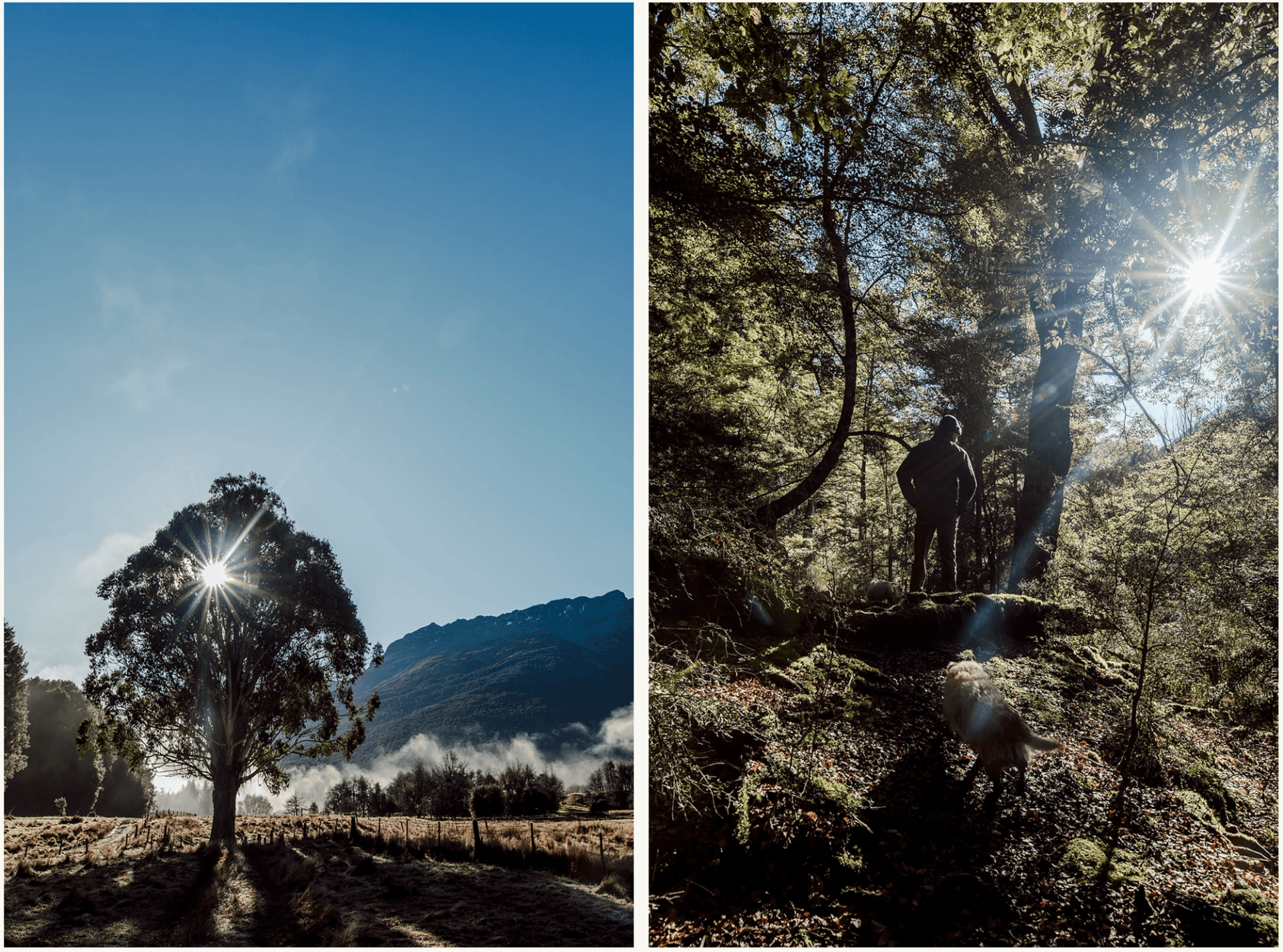 Sunlight through trees