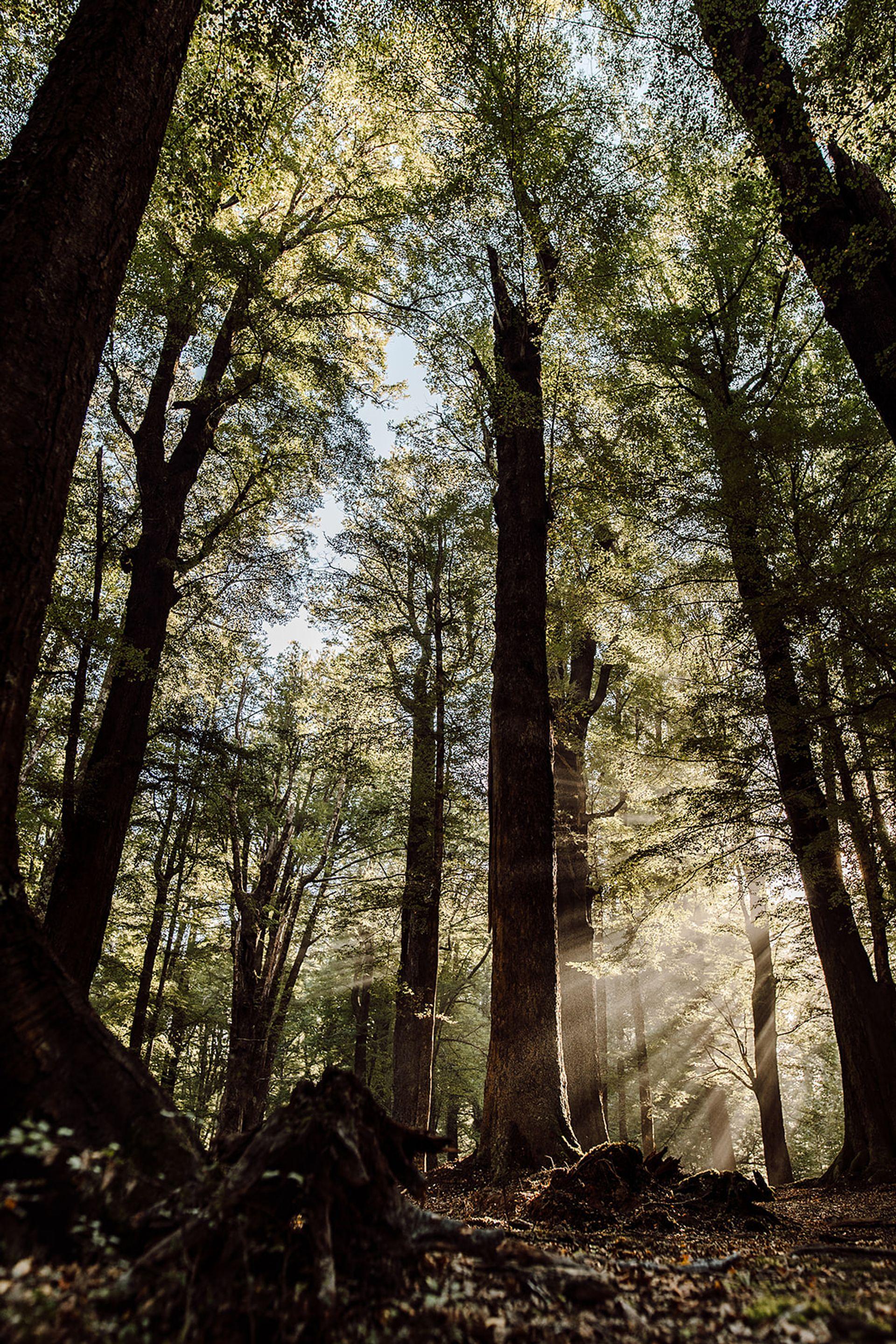 Light Through the beech forest