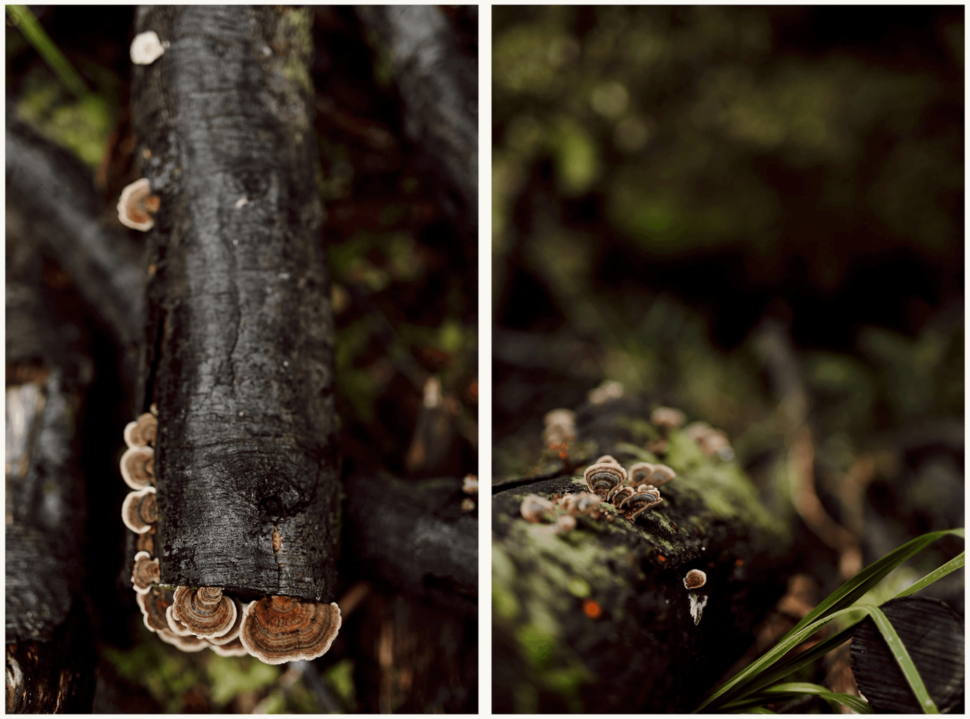 Turkey Tail Mushrooms