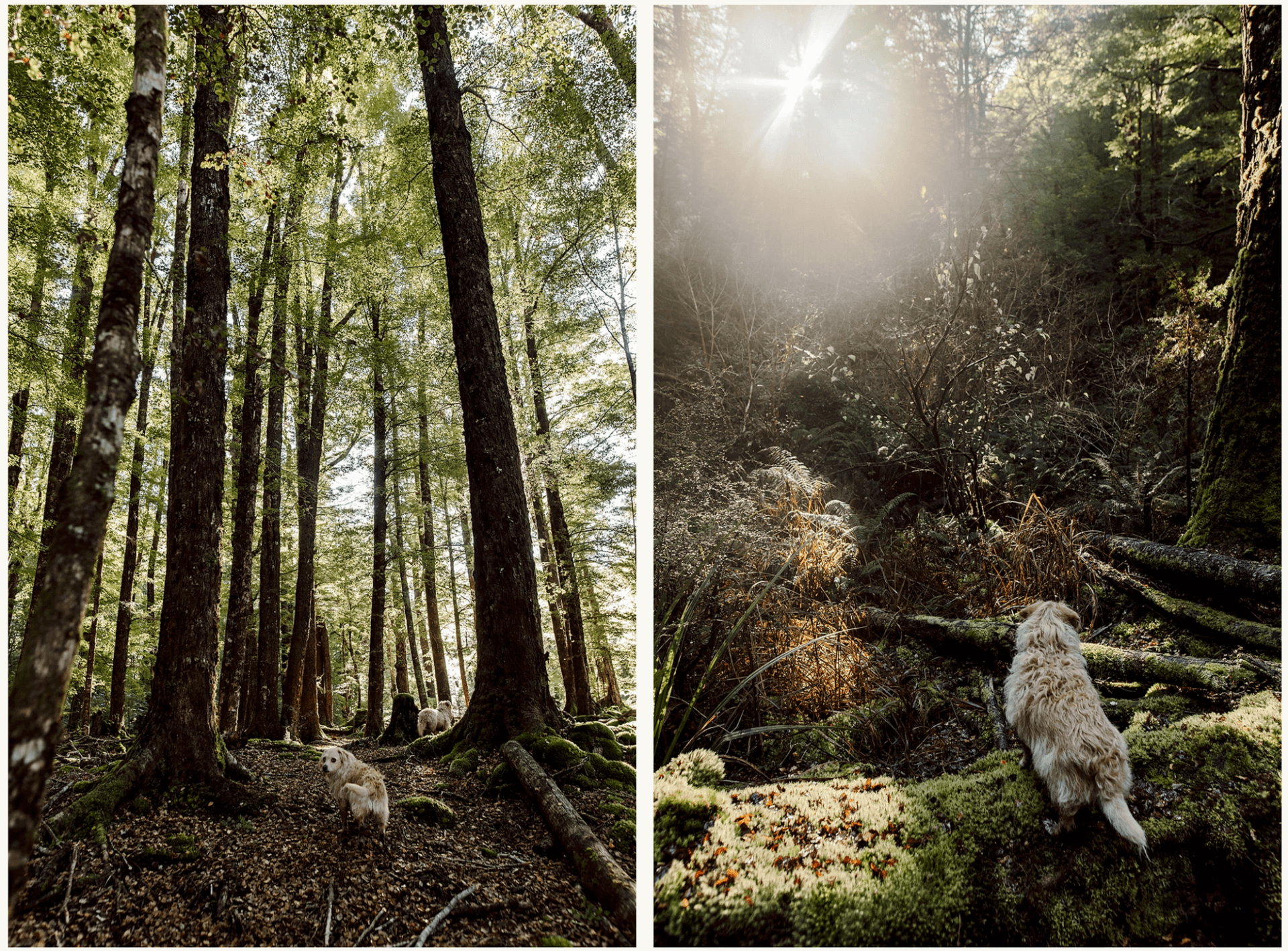 Luna in the forest