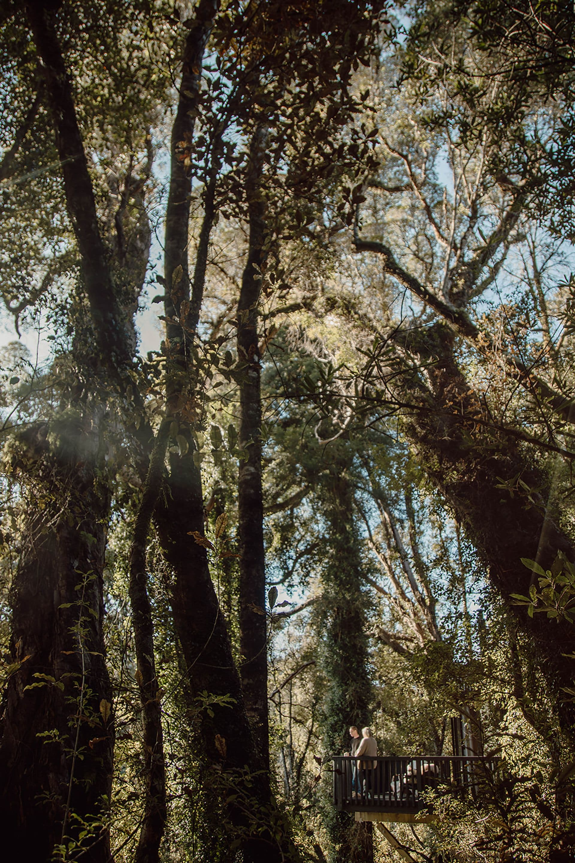 in the canopy